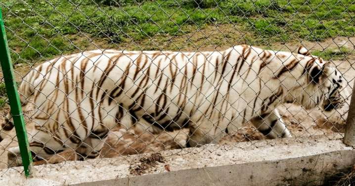 Muere tigre de bengala que escapó del Parque Animalia en Puebla tras inundaciones