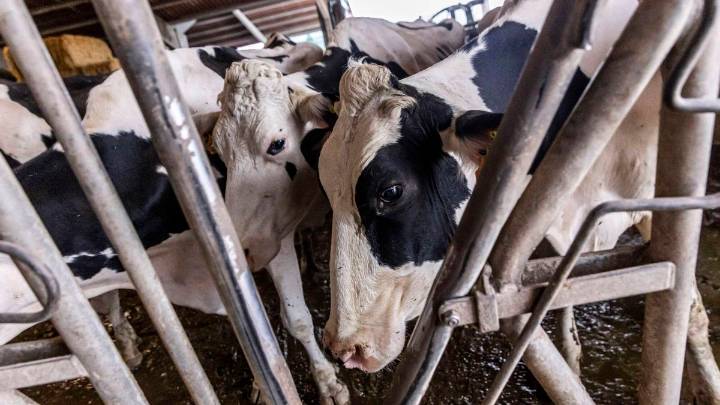 Detenido un ganadero de 60 años por dejar morir 20 vacas en Castropol