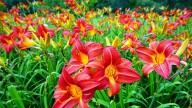 La planta de flores comestibles que florece solo 24 horas y soporta las heladas o el calor extremo