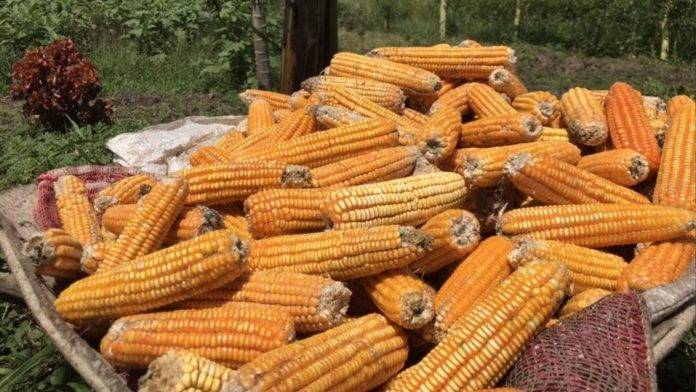 Fedeagro: Cosecha de maíz solo cubrirá cinco meses de abastecimiento