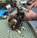 Un alimoche nacido en Teruel inicia su viaje hacia África junto a otro ejemplar de Huesca dentro de un proyecto nacional de conservación