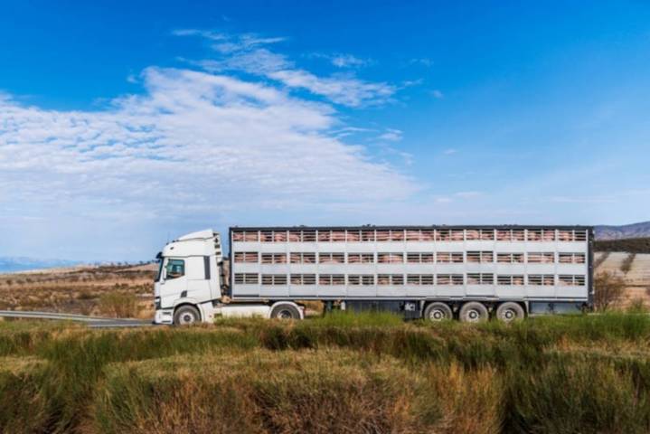 Senasa refuerza control en transporte animal