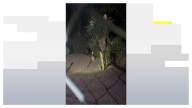 Vecinos de Málaga denuncian la presencia de jabalíes: "Tememos que ataquen a un niño"