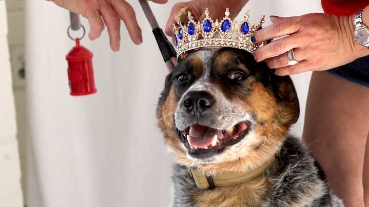 Posing pups for Halloween raises funds for White River Humane Society