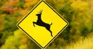 MoDOT Reminds Motorists to be Aware of Deer this Fall