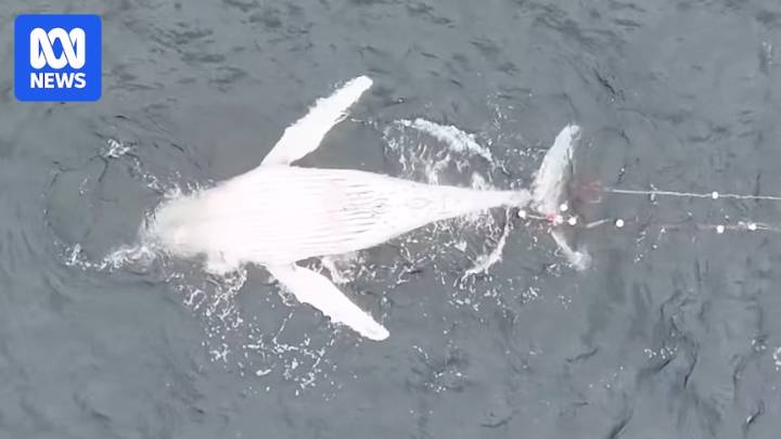 Humpback whale found dead tangled in shark net at Coledale north of Wollongong