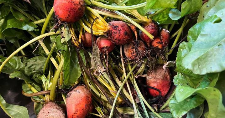 How to cook, freeze or pickle plant scraps instead of throwing them away |