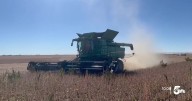 'Terrible, terrible, terrible': Colorado soybean farmers weigh in on good harvest, low demand