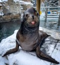 Hogle Zoo mourns loss of California sea lion, Diego