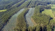 La Xunta mantiene la prohibición de realizar nuevas plantaciones de eucalipto hasta 2030, pero de forma más flexible