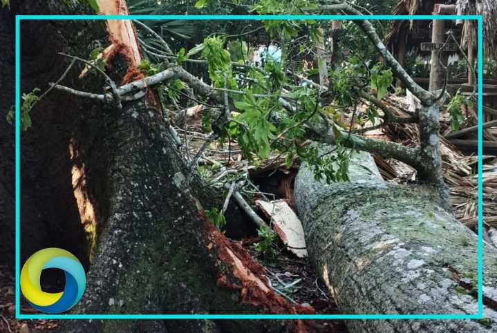 Pierde Quintana Roo su árbol más longevo: Muere la ceiba milenaria de Solferino
