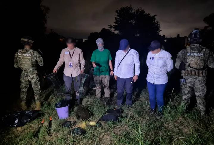 Profepa y Marina deshabilitaron 12 trampas ilegales de tortuga casquito en Vallarta