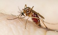 Distribuyen larvicidas biológicos a las provincias para reforzar la prevención del dengue