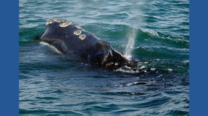 One of the world's rarest whales that makes the Atlantic its home grows in population