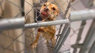 Georgia Pit Bull Begs To Be Saved Moments Before Euthanasia