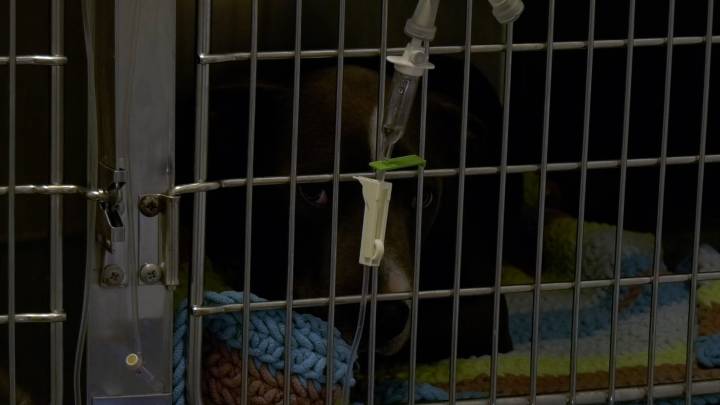 Bowling Green Warren County Humane Society seeing increase in parvo cases