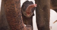 Adorable baby elephant takes its first steps at Texas zoo