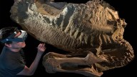 Encuentran a Ed Jr., el primer dinosaurio juvenil momificado y fosilizado