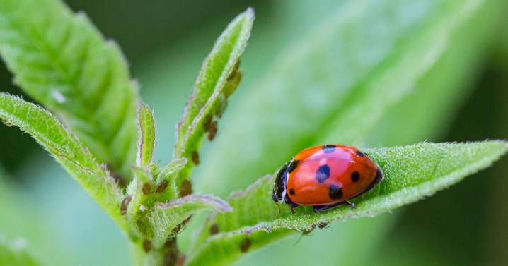 Woman, 35, tells of distress after hundreds of ladybirds invade her home