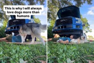 Siberian Husky Spots Owner Working in Yard—What He Does Next Melts Hearts