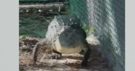 Speared crocodile in Florida Keys may have been shot twice, Zoo Miami officials say