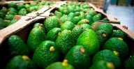 Con más de mil mdd, Michoacán domina agroexportaciones agrícolas del país