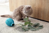 Miss Manners: I was so nauseating by friend’s litter box situation I cut my trip several days short