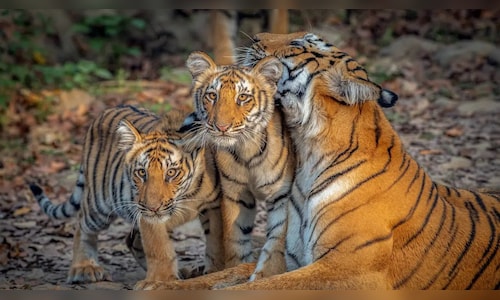 Sunday Hotels to expand wildlife portfolio with 9 new properties by March 2026