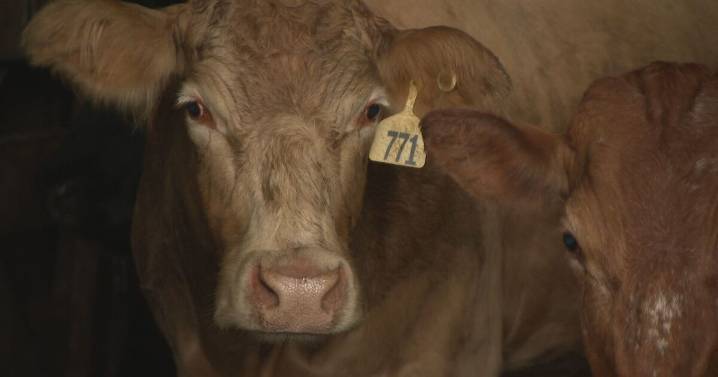 Jack Daniel's ended cow feeder program, now Tennessee farmers forced to sell cattle