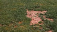 Why Jagged Blades Of Grass Can Quickly Turn Into A Patchy Lawn Nightmare