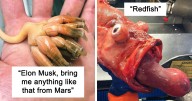 Russian Fisherman Posts Terrifying Creatures Of The Deep Sea That He Comes Across, And People Want Him To Stop (30 New Pics)