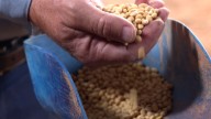 Soybean farmers face crisis as China halts US crop purchases