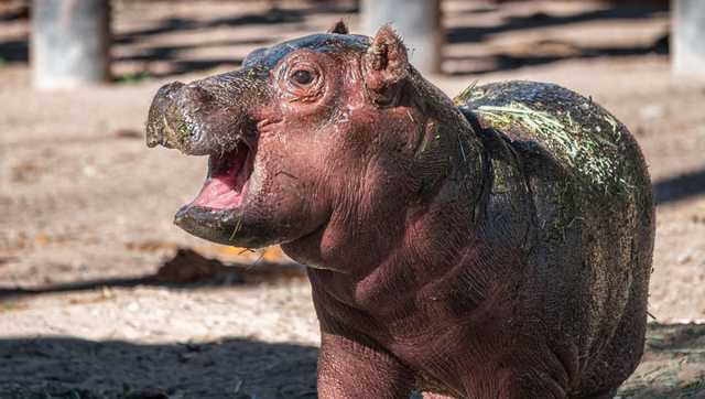 Name the ABQ BioPark's baby hippo