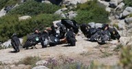 San Pedro Mártir cuenta con 52 ejemplares del Condor de California