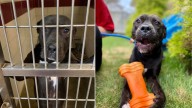 Longing Pup In Ohio Shelter Watches Friends Leave One By One, Until His Own Life Takes A Turn