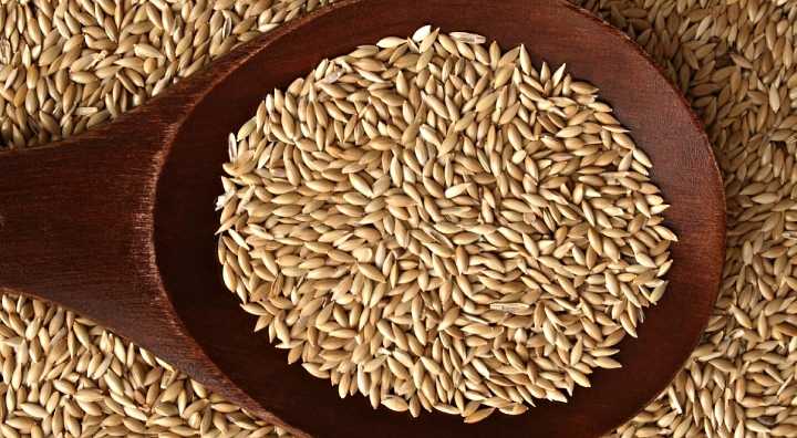 Para qué sirven las semillas de alpiste: beneficia a el hígado, corazón y la prevención del Alzheimer