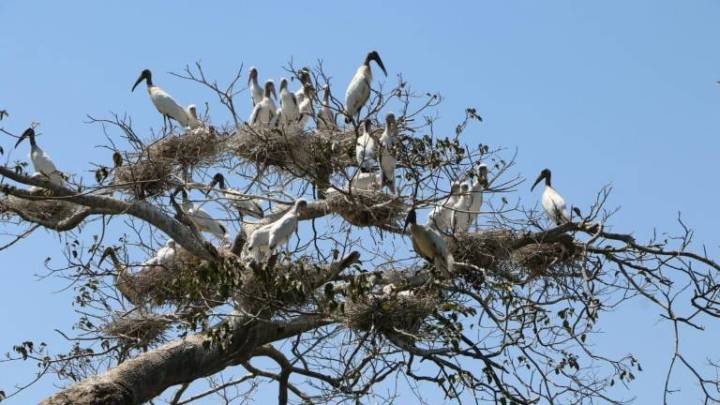 El gran retorno de las cigüeñas a un área protegida de Bolivia amenazada por invasores e incendios