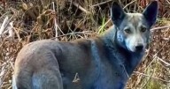 Dogs in Chernobyl suddenly turn blue as they are 'probably getting into chemicals'