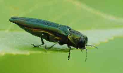 Emerald ash borer detected in over 20 Front Range cities
