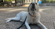 Battle over who should look after retired Toronto trauma dog heads to court