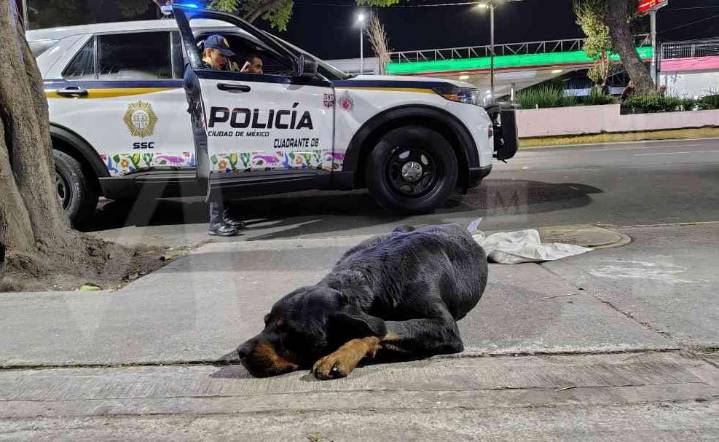 Bloquean calzada de Guadalupe para exigir atención veterinaria para un perro que fue herido
