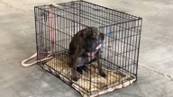 Kentucky Dog Breaks Hearts As She Watches People Pass Her By At Adoption Event