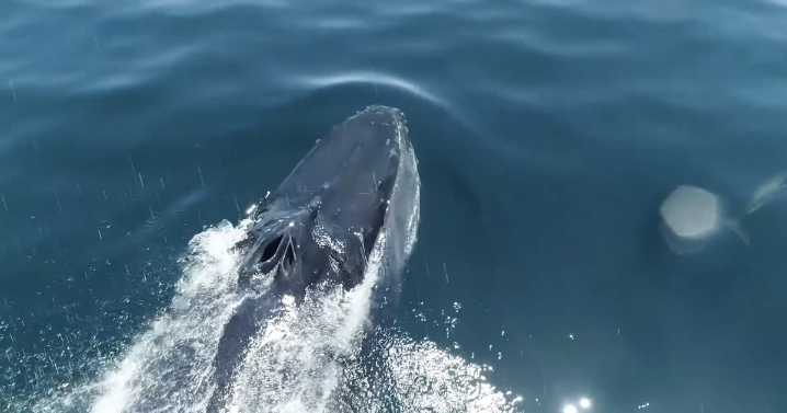 California bill signed into law aimed at protecting blue whales and reducing emissions
