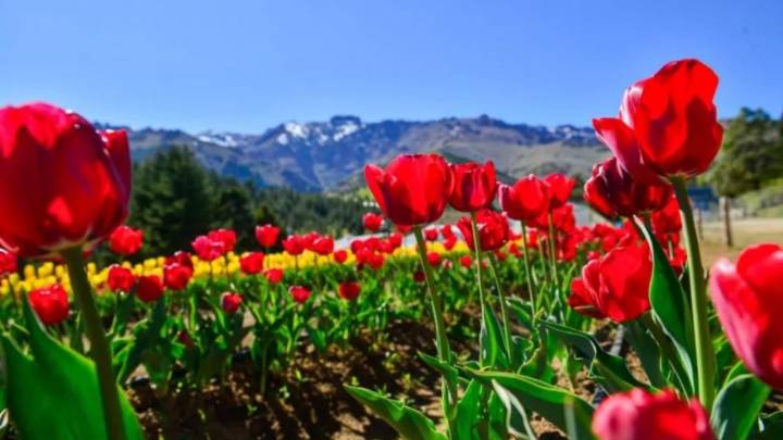 El resultado de la primera producción de tulipanes en Huinganco genera expectativas alentadoras