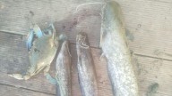 La expansión del siluro invasor desde el Magro ya alcanza el Júcar y llega hasta Cullera