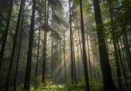 India among top 10 nations with largest forest carbon sinks: FAO...