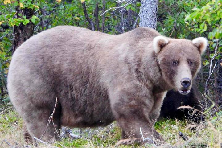 Fat Bear Week 2025 Has Crowned A Winner! See The Results