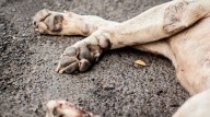 Hallazgo macabro en Chetumal: encuentran 44 animales muertos...