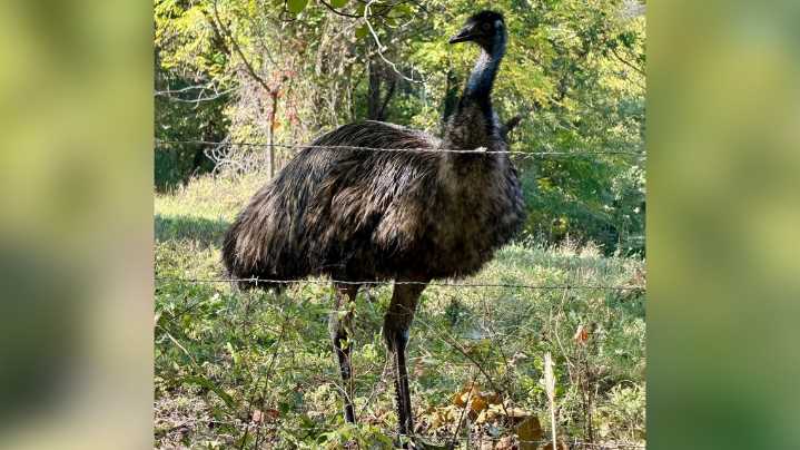 Stray emu in Arkansas captured, sheriff's office says