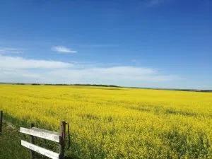 October 27 Closing Commodity Prices